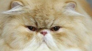 How Cat Videos Are Killing Your Credibility