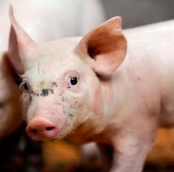 Food Transparency and When Storytelling Can Backfire