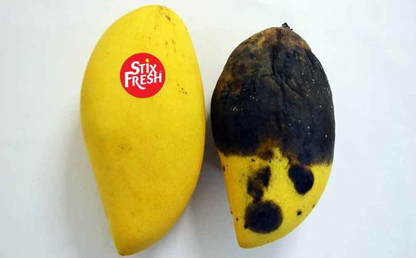 Stixfresh-2
