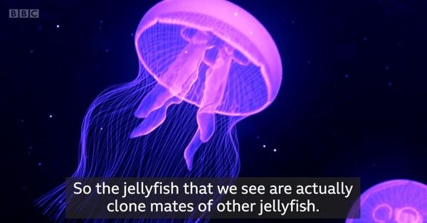 A jellyfish floating in the ocean