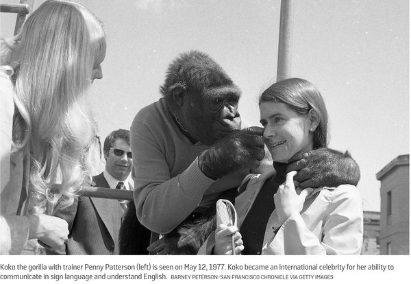 Animals and nature considered for legal personhood