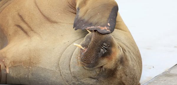 A walrus climbing onto a small boat