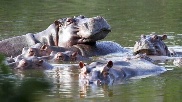 A hippopotamus in the water
