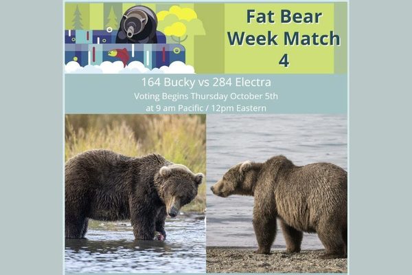 Fat Bear Week 900x600
