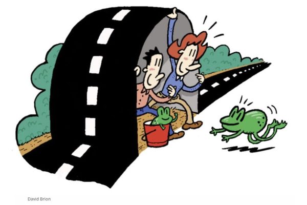 The Curious Annual Ritual of Frog Shuttling and Why People Do It