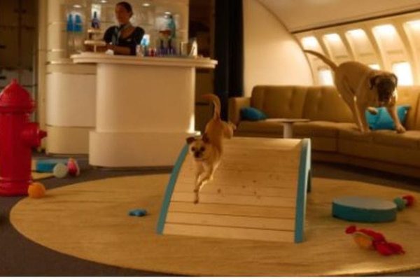 The Luxury Airline For Dogs Called Bark Air Is Not a Joke Its a Brilliant Marketing Stunt