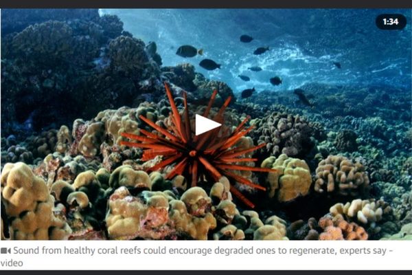Playing Happy Reef Sounds Could Bring Coral Reefs Back to Life: Video Playing Happy Reef Sounds