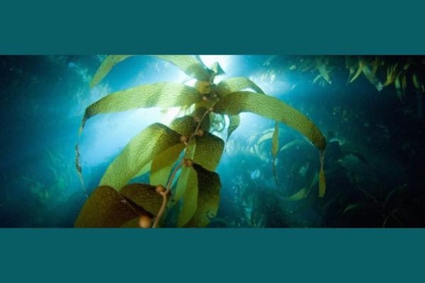 Can Seaweed Mining Become the Next Billion Dollar Industry?