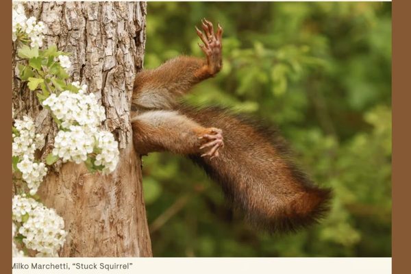 What Funny Wildlife Photos Can Teach Us About Life