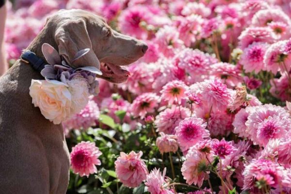 The Gardens of the Future Are on Display