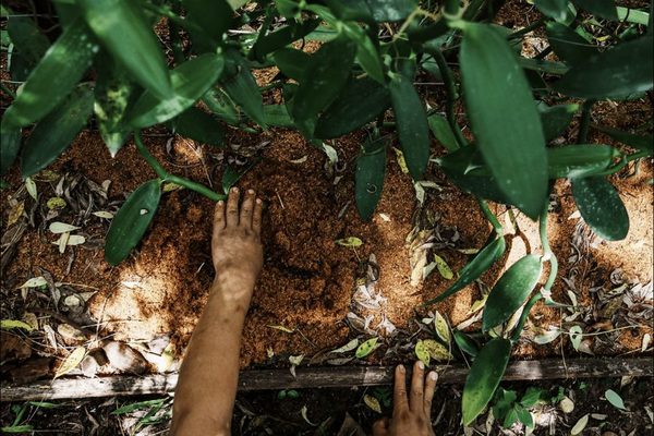 The Future of Agriculture Is Peak Farmland + Growing Reforestation
