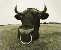 All Marketers are Bullshitters?
