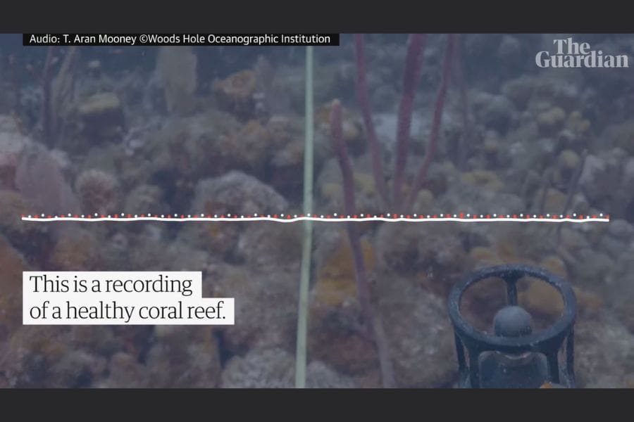 Playing Happy Reef Sounds Could Bring Coral Reefs Back To Life