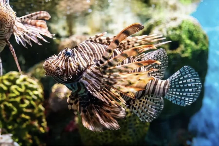 Lionfish