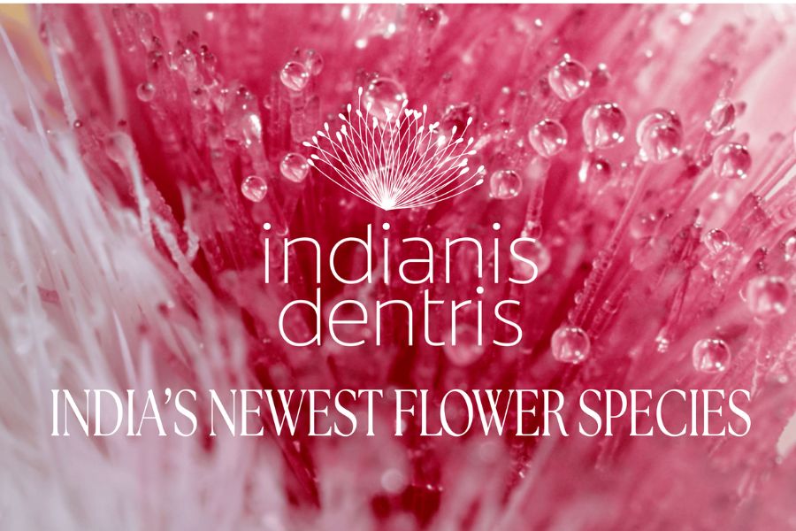 Indianis dentris